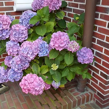 Watthuus Kiebitzhoern Ground Floor *